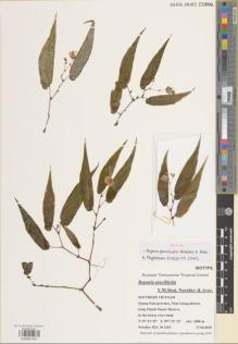 Type specimen at Edinburgh (E). Nuraliev, M.: 2425. Barcode: E00891491.