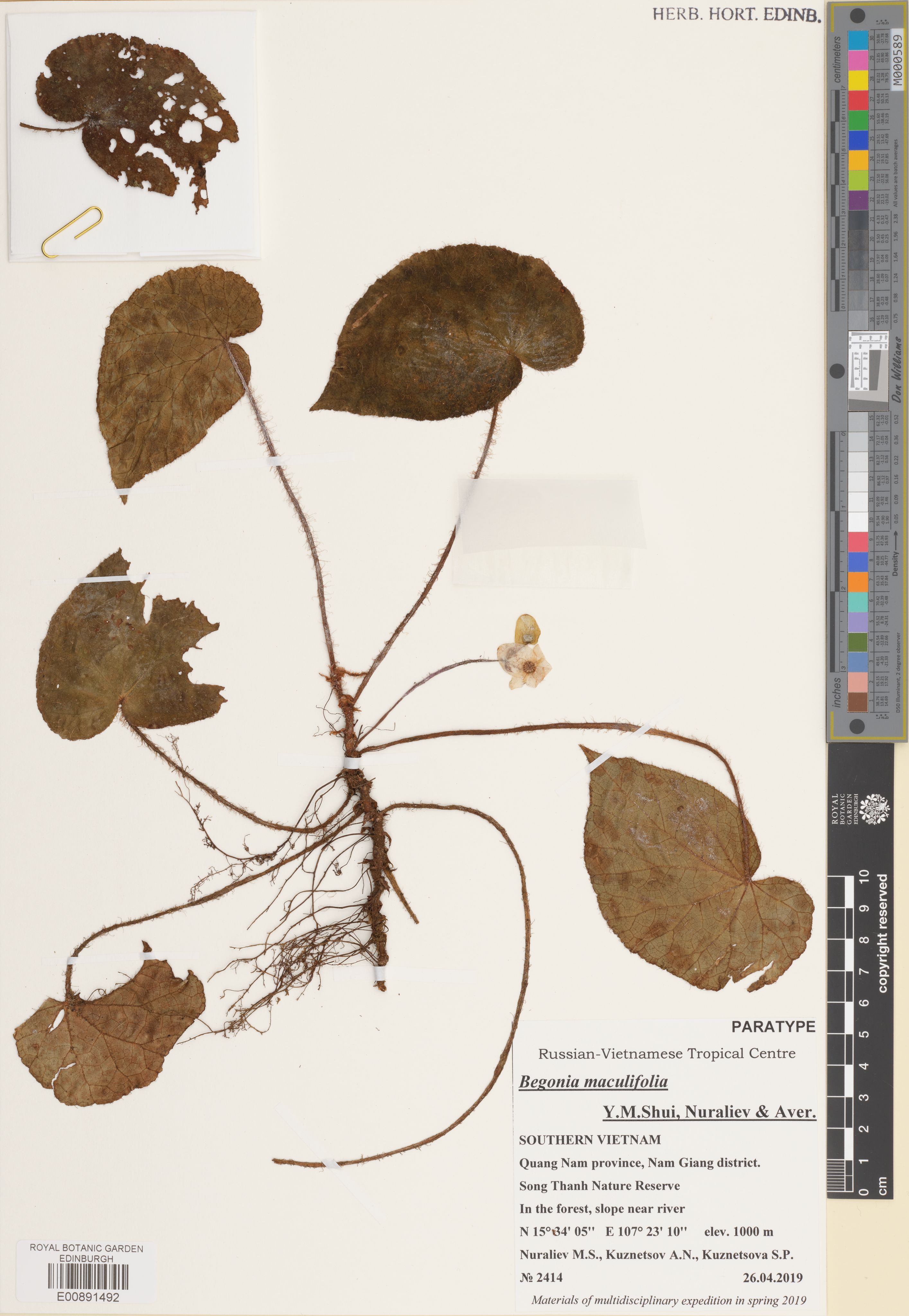 Begonia maculifolia — ảnh 2