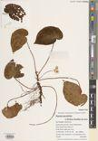 Begonia maculifolia — ảnh 3
