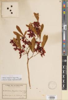 Type specimen at Edinburgh (E). Baum, Hugo: 220. Barcode: E00891495.