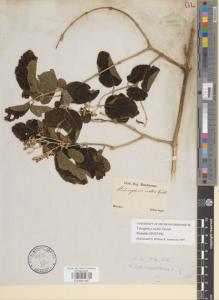 Type specimen at Edinburgh (E). Sellow, Friedrich: . Barcode: E00891497.