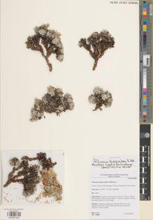 Type specimen at Edinburgh (E). Miller, Anthony : 20008. Barcode: E00891506.