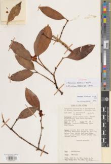 Type specimen at Edinburgh (E). Streimann, Heinar; Martin, N.: LAE 52886. Barcode: E00891510.