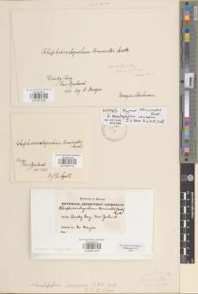 Type specimen at Edinburgh (E). Menzies, Archibald: . Barcode: E00891570.