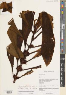 Type specimen at Edinburgh (E). Hendrian, Sofyan; Newman, Mark; Scott, Steve; Nazre Saleh, M.; Supriadi, Dadi: 883. Barcode: E00891571.