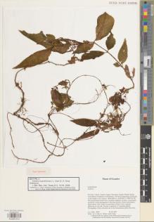 Type specimen at Edinburgh (E). Clark, John; Clark, S.; Folleco, E.; Syka, B.: 8450. Barcode: E00891572.