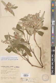 Type specimen at Edinburgh (E). Forrest, George: 16864. Barcode: E00891576.