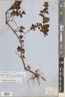 Type specimen at Edinburgh (E). De Silva, Francis: 7147C. Barcode: E00891578.