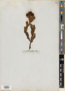 Type specimen at Edinburgh (E). Unknown: s.n.. Barcode: E00891590.