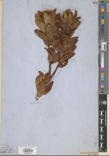 Type specimen at Edinburgh (E). Drège, Jean: 54.10. Barcode: E00891600.