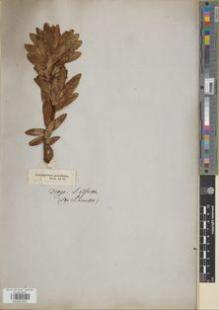 Type specimen at Edinburgh (E). Drège, Jean: 54.10. Barcode: E00891601.
