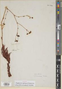 Type specimen at Edinburgh (E). Salzmann, Philipp: s.n.. Barcode: E00891605.