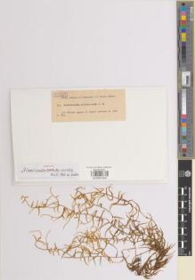 Type specimen at Edinburgh (E). Dusén, Per: 829. Barcode: E00891609.