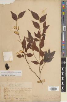 Type specimen at Edinburgh (E). Kunstler, Herman: 7302. Barcode: E00891612.