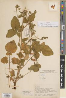 Type specimen at Edinburgh (E). Forrest, George: 2813. Barcode: E00891621.