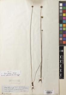 Type specimen at Edinburgh (E). Spruce, Richard: 3244. Barcode: E00892051.