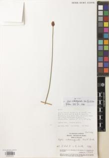 Type specimen at Edinburgh (E). Harley, R.M.; Renvoize, S.A.; Erskine, C.M.; Brighton C.A. & Pinheiro R.: 15945. Barcode: E00892053.
