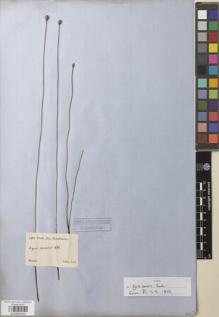 Type specimen at Edinburgh (E). Sellow, Friedrich: 198. Barcode: E00892054.