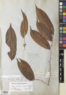 Type specimen at Edinburgh (E). Spruce, Richard: 3352. Barcode: E00892061.