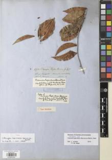 Type specimen at Edinburgh (E). Spruce, Richard: 4920. Barcode: E00892062.