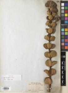 Type specimen at Edinburgh (E). Sellow, Friedrich: . Barcode: E00892913.