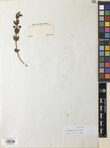 Type specimen at Edinburgh (E). Sellow, Friedrich: . Barcode: E00892914.