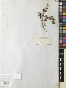 Type specimen at Edinburgh (E). Sellow, Friedrich: . Barcode: E00892915.