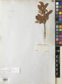 Type specimen at Edinburgh (E). Sellow, Friedrich: . Barcode: E00892916.