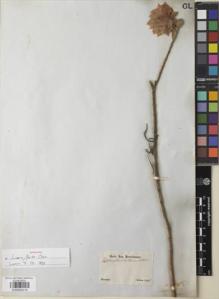 Type specimen at Edinburgh (E). Sellow, Friedrich: . Barcode: E00892918.
