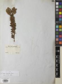 Type specimen at Edinburgh (E). Sellow, Friedrich: . Barcode: E00892919.