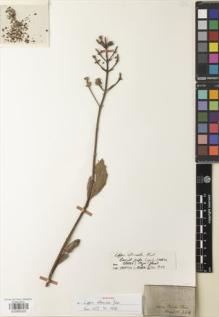 Type specimen at Edinburgh (E). Martius, Carl: 224. Barcode: E00892920.