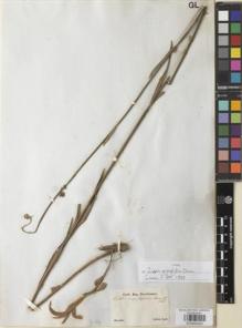 Type specimen at Edinburgh (E). Sellow, Friedrich: . Barcode: E00892922.