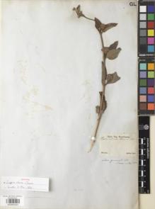 Type specimen at Edinburgh (E). Sellow, Friedrich: . Barcode: E00892923.