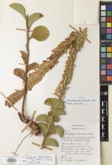 Type specimen at Edinburgh (E). Ratter, James: R2775. Barcode: E00892924.