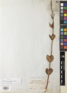 Type specimen at Edinburgh (E). Sellow, Friedrich: . Barcode: E00892925.