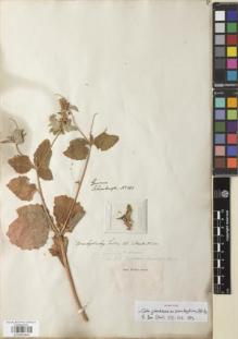Type specimen at Edinburgh (E). Schomburgk, Robert: 101. Barcode: E00892941.