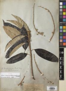 Type specimen at Edinburgh (E). Spruce, Richard: . Barcode: E00892942.