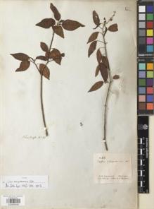 Type specimen at Edinburgh (E). Schomburgk, Robert: 33. Barcode: E00892949.