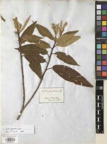 Type specimen at Edinburgh (E). Martius, Carl: 163. Barcode: E00892950.