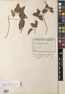 Type specimen at Edinburgh (E). Fiebrig, Karl: 141. Barcode: E00892951.