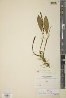 Type specimen at Edinburgh (E). Bang, Miguel: 1817A. Barcode: E00894840.