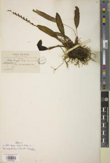 Type specimen at Edinburgh (E). Bang, Miguel: 458. Barcode: E00894842.