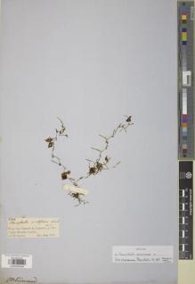 Type specimen at Edinburgh (E). Spruce, Richard: 2302. Barcode: E00894848.