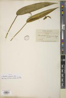 Type specimen at Edinburgh (E). Bang, Miguel: 459. Barcode: E00894851.