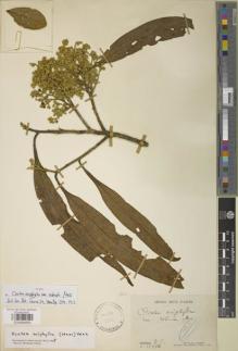 Type specimen at Edinburgh (E). Glaziou, Auguste: 19794. Barcode: E00894859.