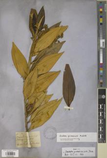 Type specimen at Edinburgh (E). Schomburgk, Robert: 910. Barcode: E00894860.