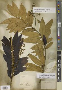 Type specimen at Edinburgh (E). Schomburgk, Robert: 937. Barcode: E00894861.