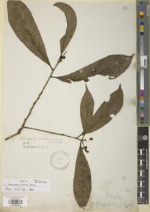 Type specimen at Edinburgh (E). Blanchet, Jacques: 2554. Barcode: E00894862.