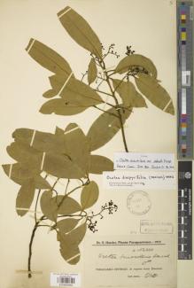 Type specimen at Edinburgh (E). Hassler, E: 12310. Barcode: E00894865.