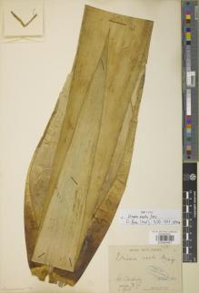 Type specimen at Edinburgh (E). Glaziou, Auguste: 15468. Barcode: E00894867.